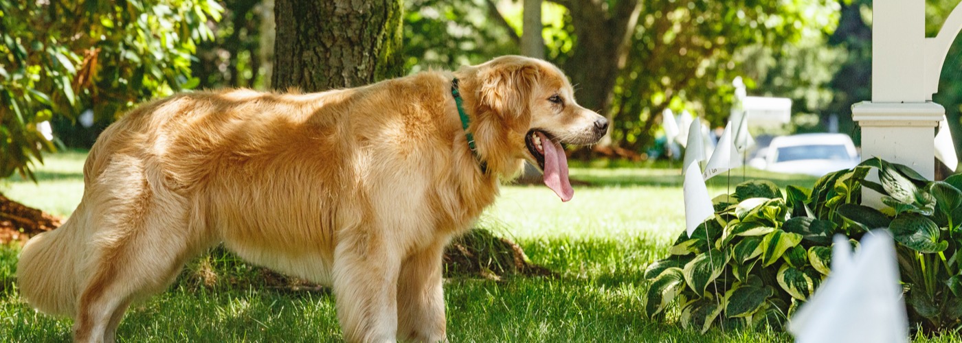 DogWatch of St. Louis, St. Louis, Missouri | Outdoor Hidden Dog Fences Slider Image