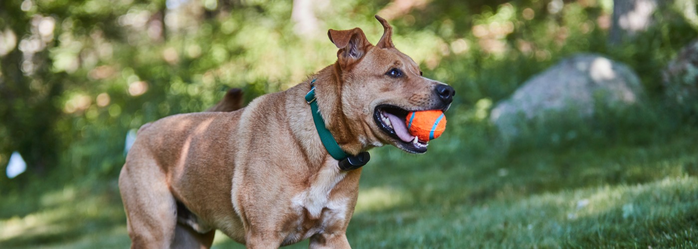 DogWatch of St. Louis, St. Louis, Missouri | ProFenceX Slider Image